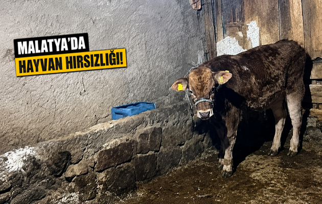 MALATYA’DA HAYVAN HIRSIZLIĞI ENDİŞESİ BÜYÜYOR